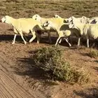 حريات 30 وليد ودفيع