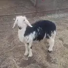 خروف للبيع نجدي  تم البيع   تم البيع