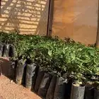 شتلات قهوه خولاني السعر من 15