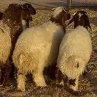 لبيع بهم طيب بالحيل مغلق شحم وشعره نضيفه