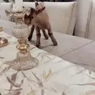 صغار الماعز القزم