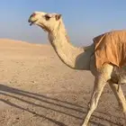 ناقه ضريبه شرط من العذاريب والعظم الكفو