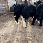 خرفان نجد وحري تيوس مندي