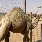 (تم البيع) حاشي لباني