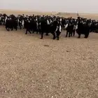 للبيع معز مراح