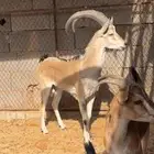 ولد وعل مباشره لون فاخر