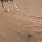 بكره طيبه قصب ولا قنى