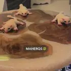 سنجاب طائر انتاج محلي