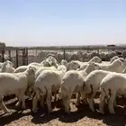 جذعات حريات مقنوي طيبة