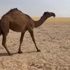 للبيع مفروده صفرا دبيانيه وعلي التحليل الموقع الدبدبة