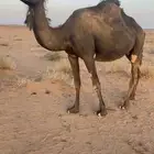 ناقه لقحه