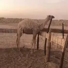 قعود