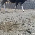 حسيل الماني