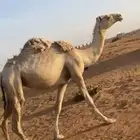 بكره لقيه شقحاء طيبه