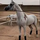 ايواء خيل طريق الخرج