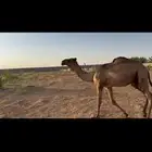 قعود مفرود عمره سنه وست شهور