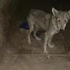 ذيب