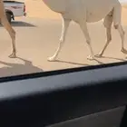 ضروبه وضحاء كفو