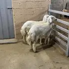 هرافا حري