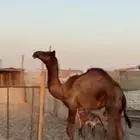 قعود مجهم العمر 7 شهور وفوق