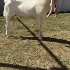 للبيع فحل مطور خصم الخصم