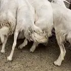 6 بفحلها