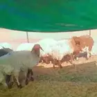 غنم نعيم مضاريع الموقع تيماء