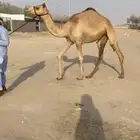 ضروبه بكره ذلول هجن