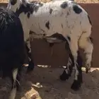 ذبايح طيبه مع خدمة السلخ والتوصيل