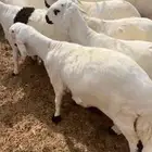 سواكن تربيه ابيض شبيه الحري
