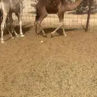 حشو على الحليب فل شحم وفاخره