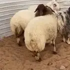 ذبايح نعيم طيبه رخال ثنوات