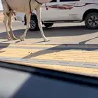 خلفه بكر كفوو