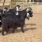 معزا عوارض