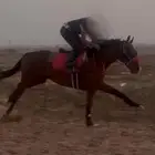 حصان انتاج بطل وجاهز لا اقرب شوط