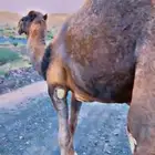 جمل احمر طيب للبيع