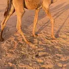 حاشي قصب