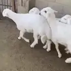 ذبايح خدمة التوصيل