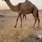 للبيع القعود الاصفر