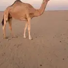 ناقه