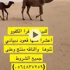 للبيع الصفراء