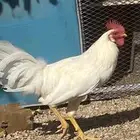 دجاج