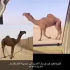 للبيع قعود صيفي عمره اربع شهور ولد العديم صوره ابيه مرفوقه