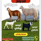 ذبايح ثلاجه و عقائق وعزائم