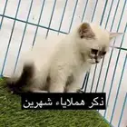حلاقه فندقه اكل قطط اكل حيونات مستلزمات سمك محل حيوانات