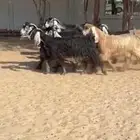 معزا عوارض فاخره