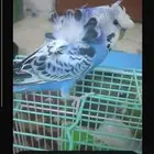 طير حب متكلم هدد اليف