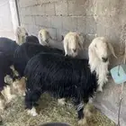 رخال نجد صنف