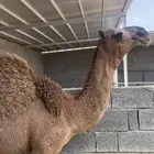 قعومقنى ابرمت زمول الامير مشعل بن عبدالعزيز سنه مفرود