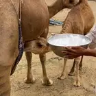 ناقه خلفه للبيع